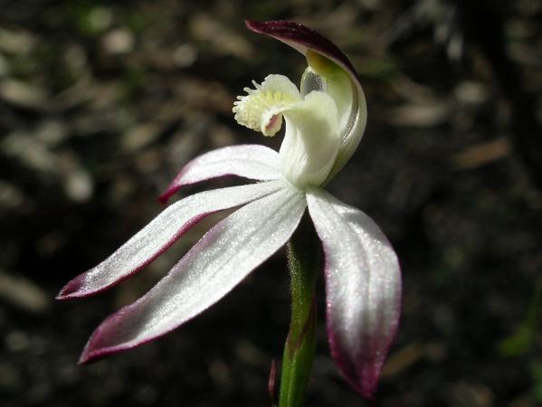 Stegostyla gracilis - Musky Caladenia.jpg